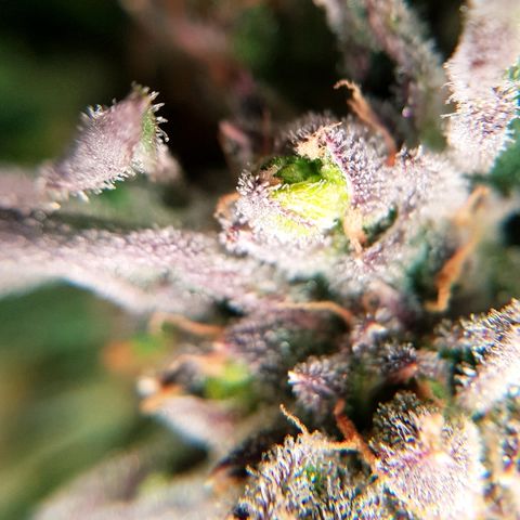 Girl Scout Cookies growlog timeline photo