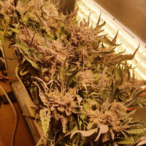 Girl Scout Cookies growlog timeline photo