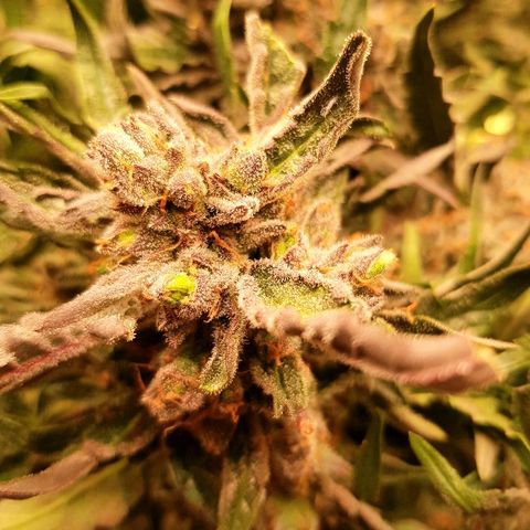Girl Scout Cookies growlog timeline photo