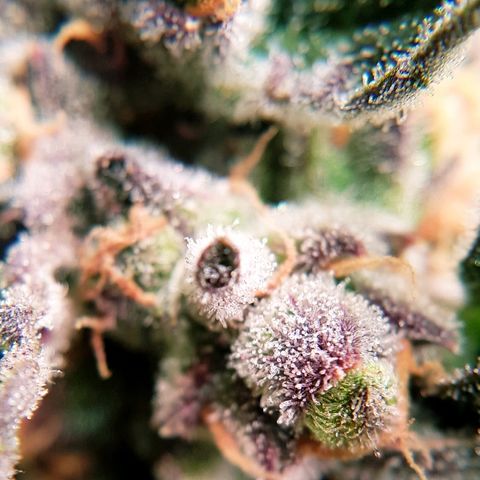 Girl Scout Cookies growlog timeline photo