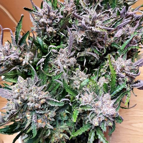 Girl Scout Cookies growlog timeline photo
