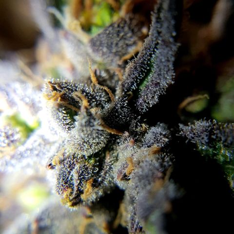 Girl Scout Cookies growlog timeline photo