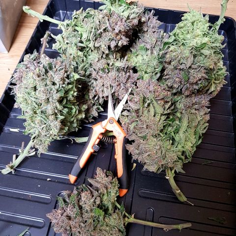 Girl Scout Cookies growlog timeline photo