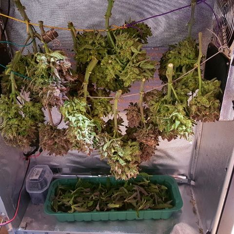 Girl Scout Cookies growlog timeline photo