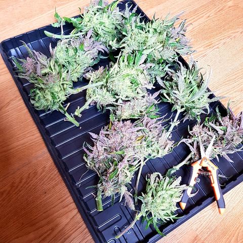 Girl Scout Cookies growlog timeline photo