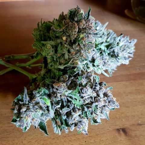 Girl Scout Cookies growlog timeline photo
