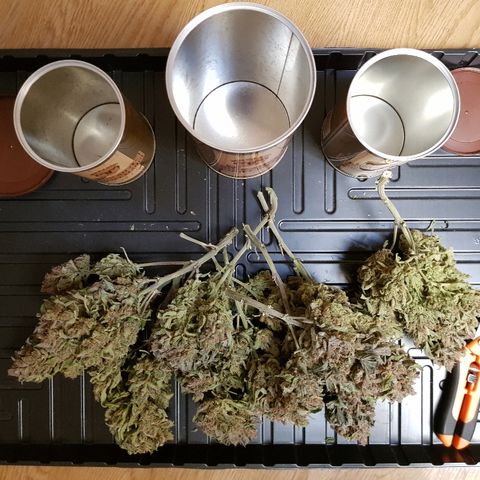 Girl Scout Cookies growlog timeline photo