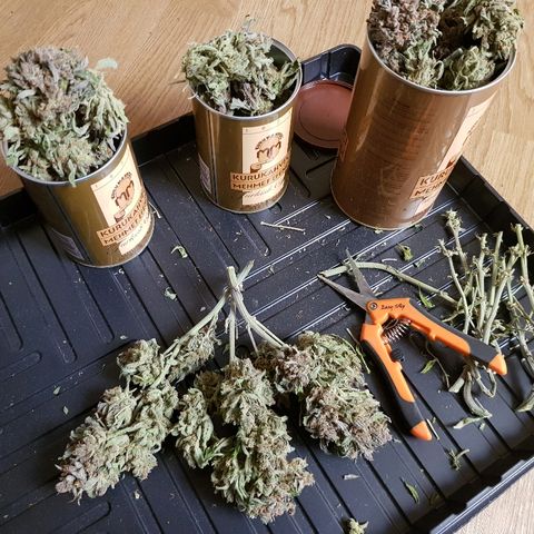 Girl Scout Cookies growlog timeline photo