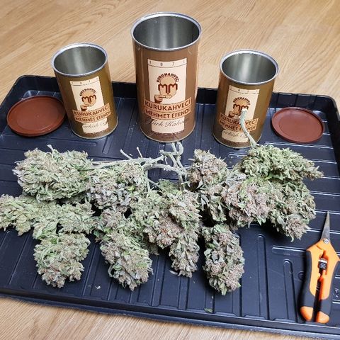 Girl Scout Cookies growlog timeline photo