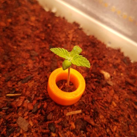 White Widow original  growlog timeline photo