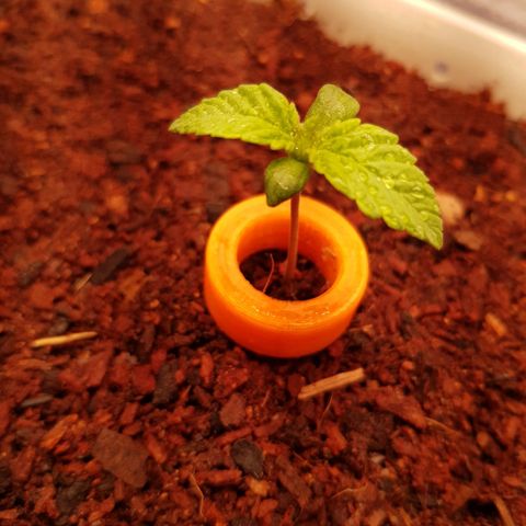 White Widow original  growlog timeline photo