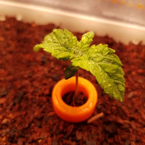 White Widow original  growlog timeline photo