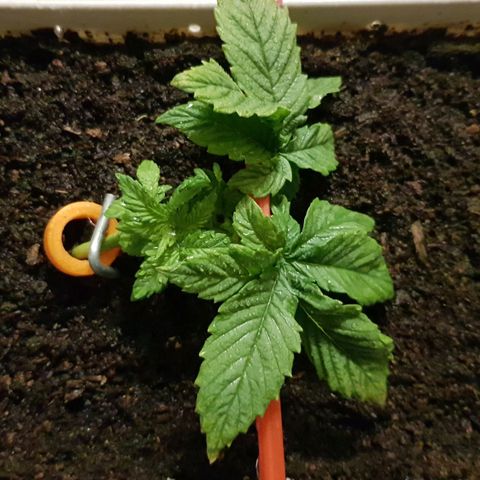 White Widow original  growlog timeline photo