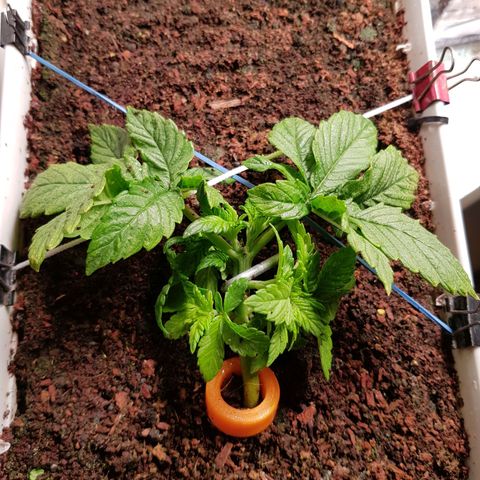 White Widow original  growlog timeline photo