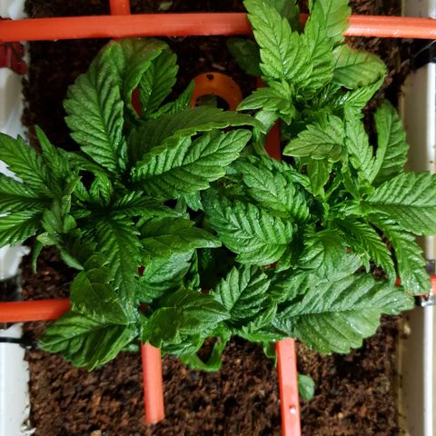 White Widow original  growlog timeline photo