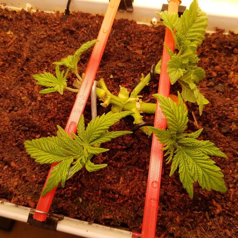 White Widow original  growlog timeline photo