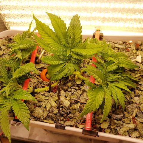White Widow original  growlog timeline photo