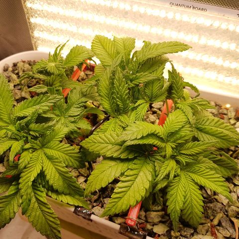 White Widow original  growlog timeline photo