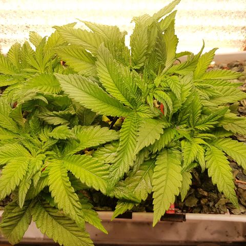 White Widow original  growlog timeline photo