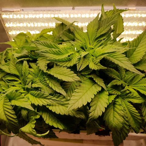 White Widow original  growlog timeline photo