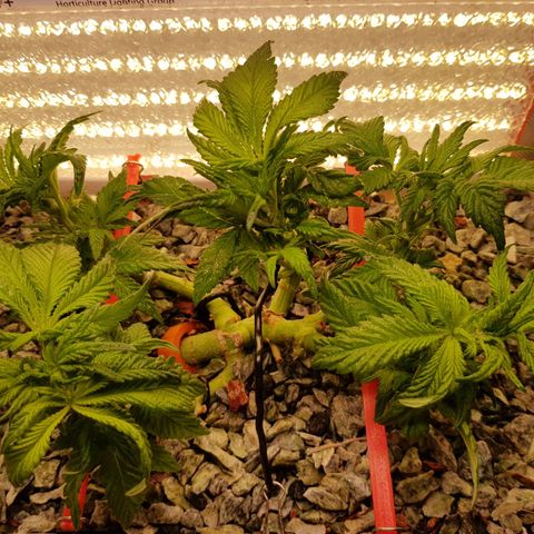 White Widow original  growlog timeline photo