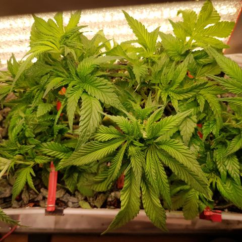 White Widow original  growlog timeline photo