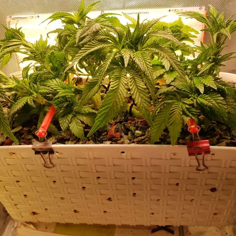 White Widow original  growlog timeline photo