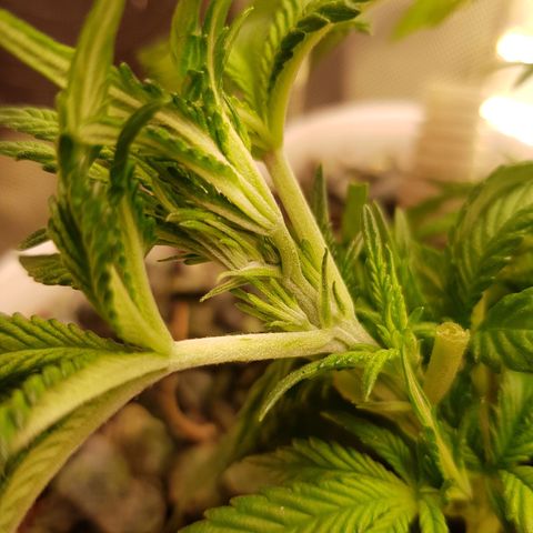 White Widow original  growlog timeline photo