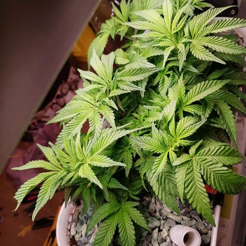 White Widow original  growlog timeline photo