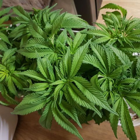 White Widow original  growlog timeline photo