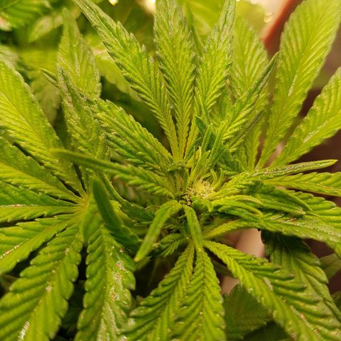 White Widow original  growlog timeline photo