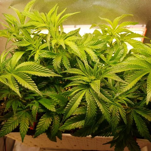 White Widow original  growlog timeline photo