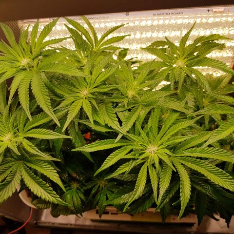 White Widow original  growlog timeline photo