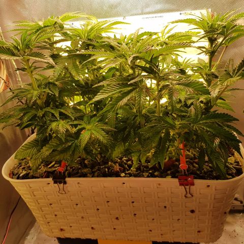 White Widow original  growlog timeline photo