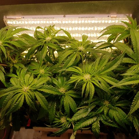 White Widow original  growlog timeline photo