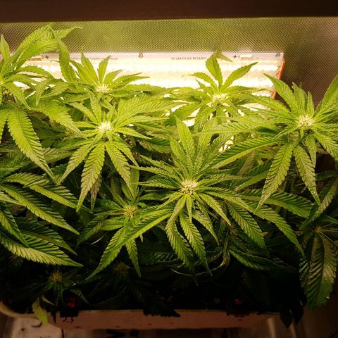 White Widow original  growlog timeline photo