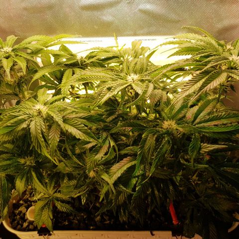 White Widow original  growlog timeline photo