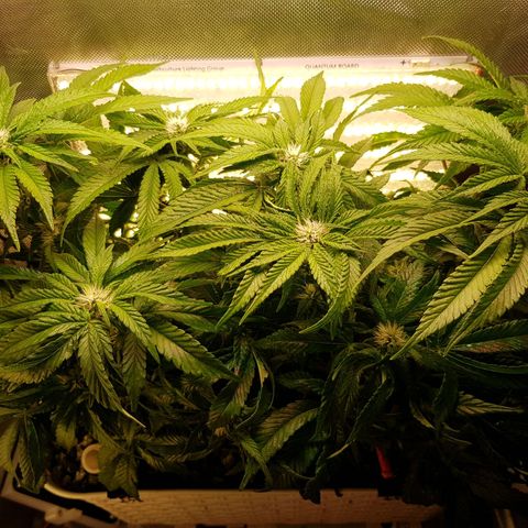 White Widow original  growlog timeline photo