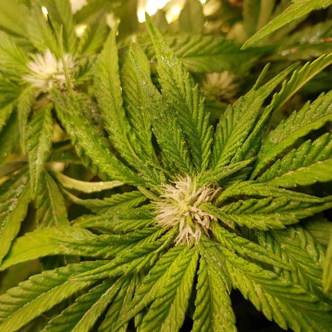 White Widow original  growlog timeline photo