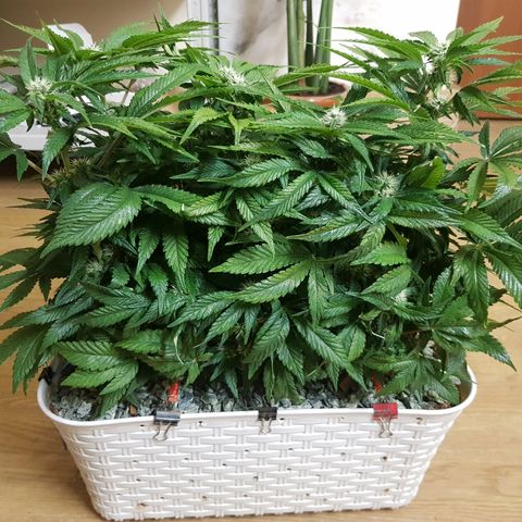 White Widow original  growlog timeline photo