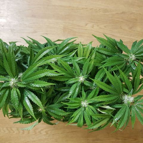 White Widow original  growlog timeline photo