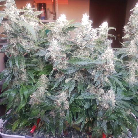 White Widow original  growlog timeline photo