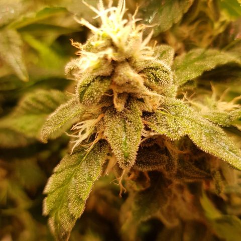 White Widow original  growlog timeline photo