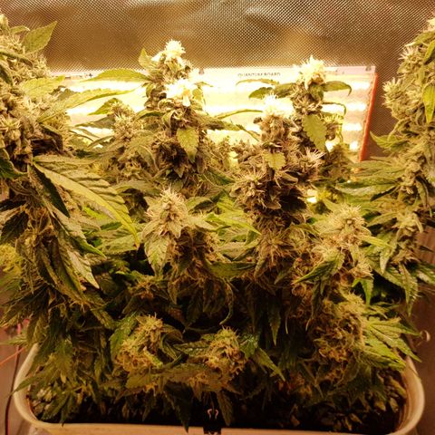 White Widow original  growlog timeline photo