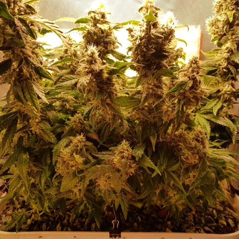 White Widow original  growlog timeline photo