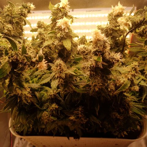 White Widow original  growlog timeline photo