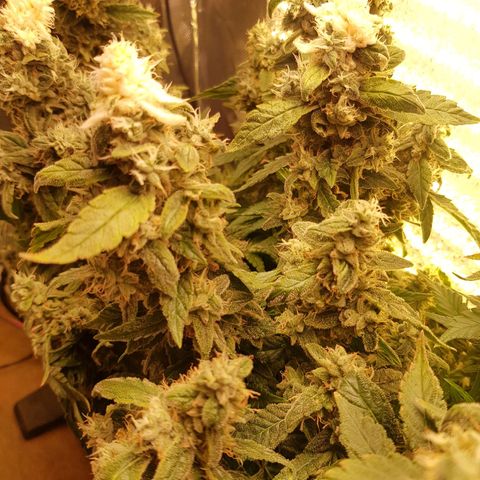 White Widow original  growlog timeline photo