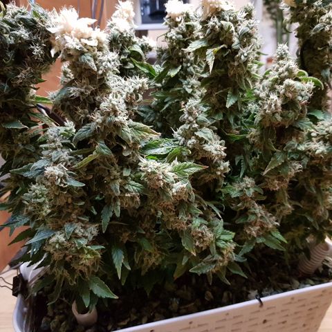 White Widow original  growlog timeline photo