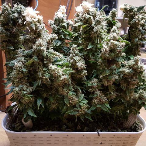 White Widow original  growlog timeline photo