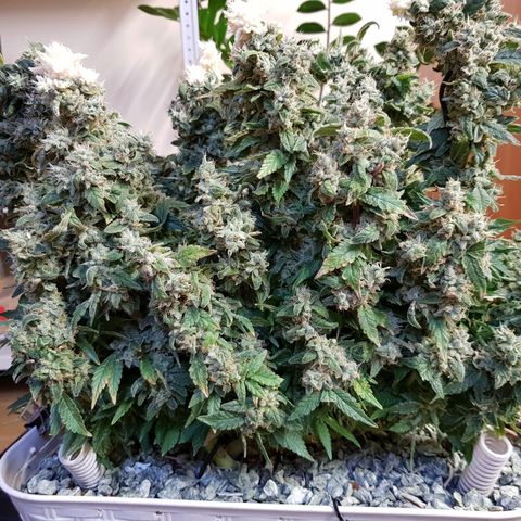 White Widow original  growlog timeline photo